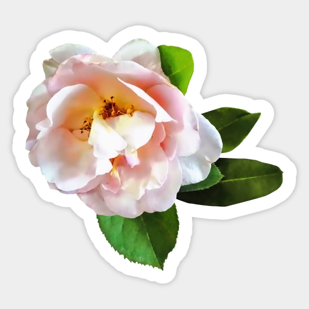 Pale Pink Camellia Sticker by SusanSavad